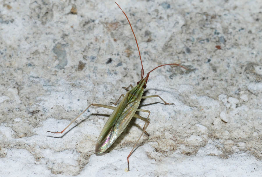 Miridae dell''Emilia (MO)_Notostira sp. e Trigonotylus